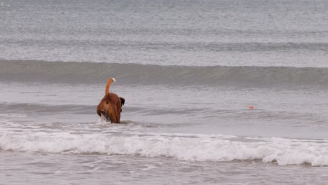 a brown boxer dog runs energetically into shallow ocean waves, chasing a ball at a sandy beach. overcast daylight, handheld wide shot