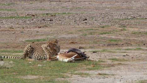 guepardo comiendo impala matar en el parque nacional de amboseli