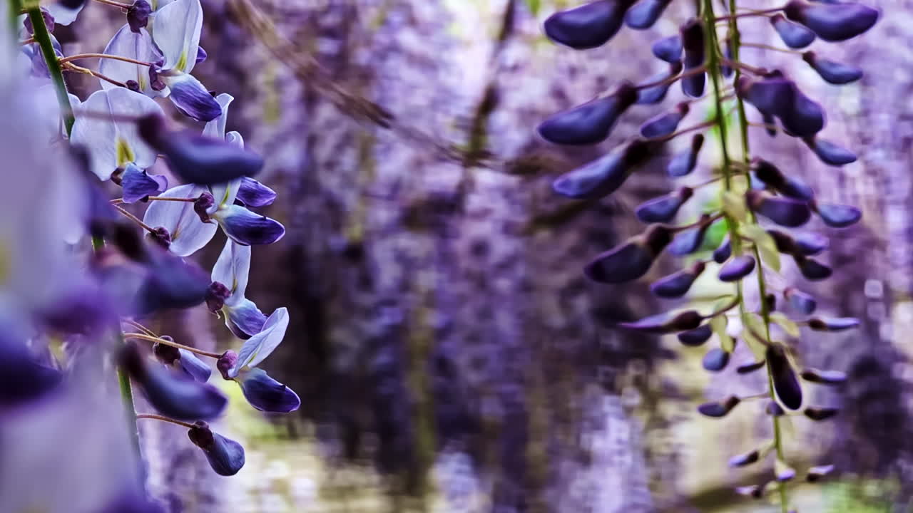 Closeup of wisteria flowers in bloom hanging over a garden arbor in full spring color, rack focus medium