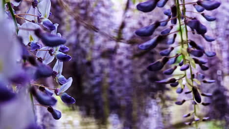 closeup of wisteria flowers in bloom hanging over a garden arbor in full spring color, rack focus medium