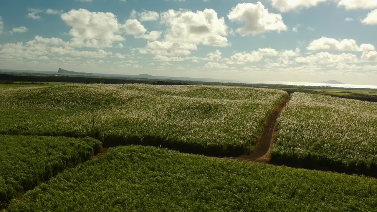 toma aérea que se eleva sobre una plantación de caña de azúcar, revelando al fondo tres islas distantes en el mar.