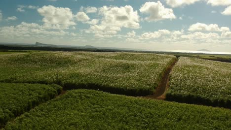 Aerial-shot-going-up-over-a-sugarcane-plantation,-revealing-at-background-threee-distant-islands-on-the-sea