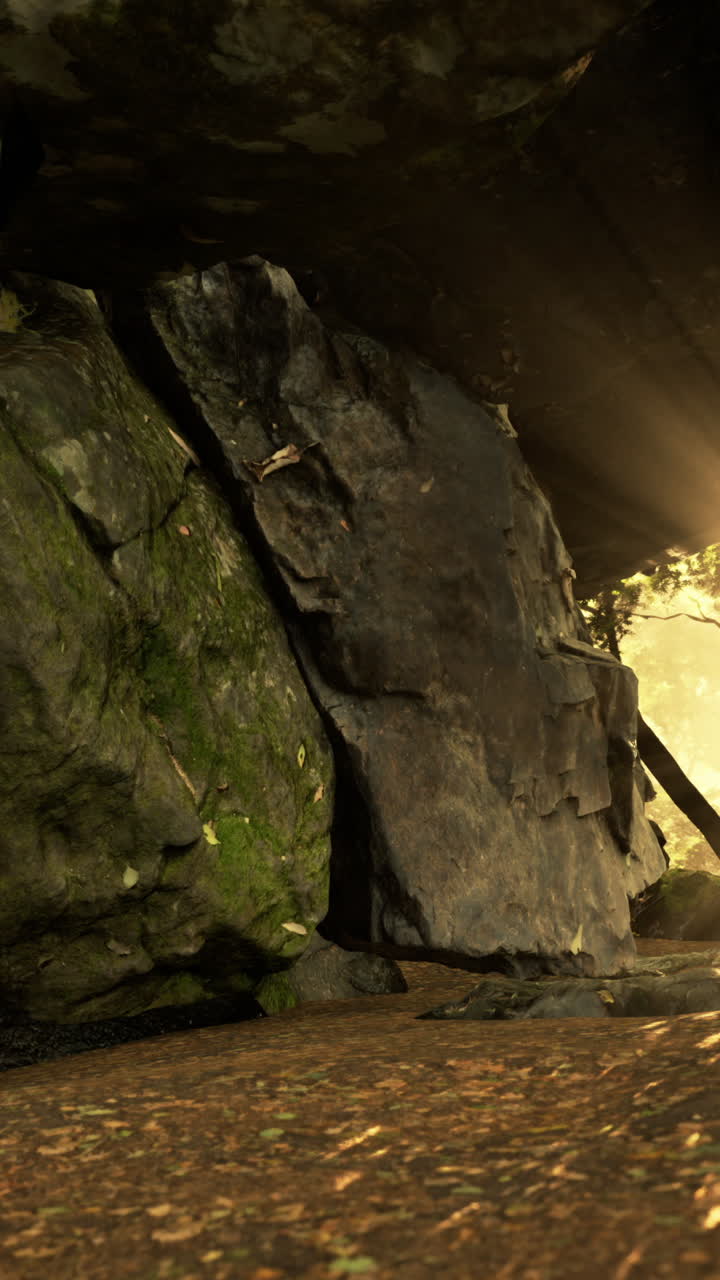 la luz del sol brillando a través de los árboles en un bosque