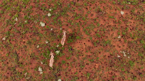group of alert kudu bulls walk gingerly over african landscape, top down aerial
