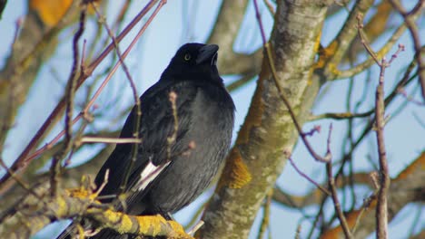 pied currawong perched on bare tree branch squawks australia, victoria, gippsland, maffra close