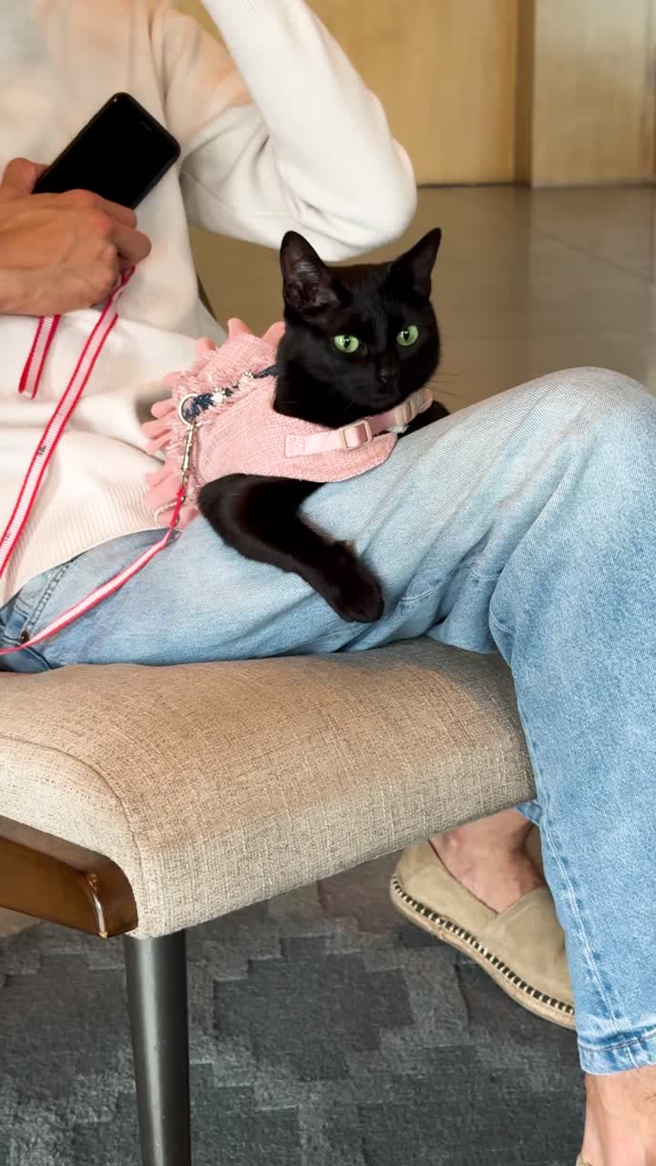Pampered black cat enjoys gentle petting, evoking comfort and tranquility