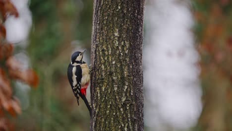 Small bird perched on tree bark glances side to side