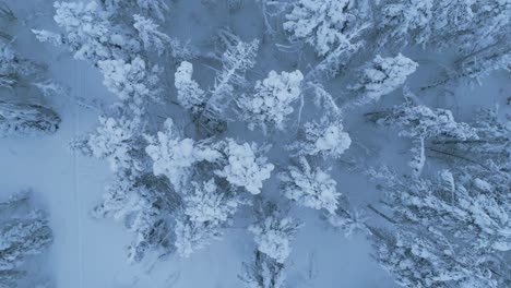 Vista-De-Pájaro-De-Un-Bosque-De-Abetos-De-Invierno-Avanza