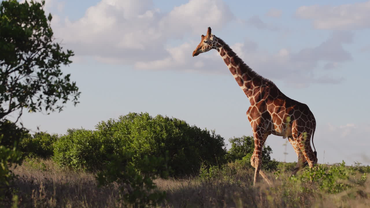 Giraffa reticolata solitaria che cammina nella savana al mattino