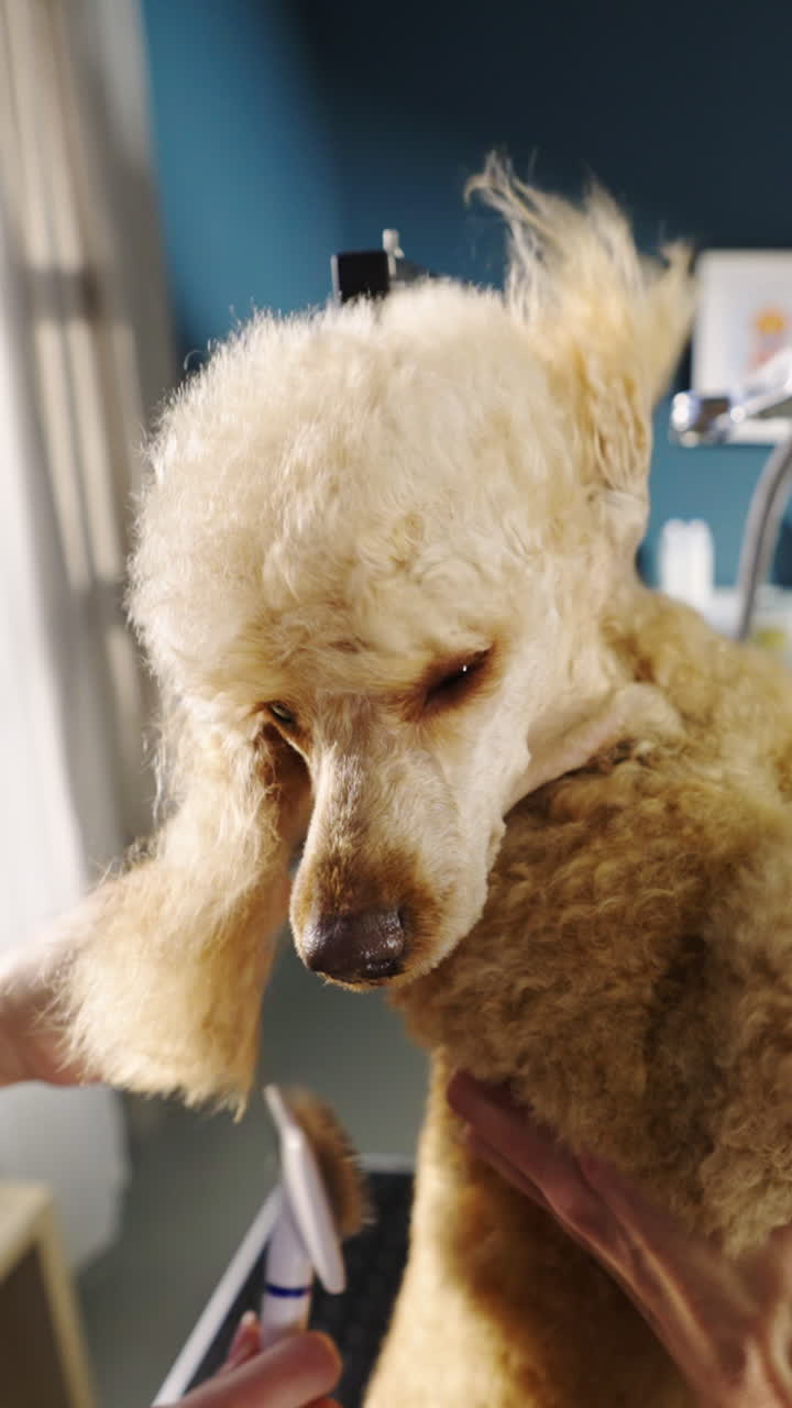 Cane barboncino spazzolato durante una sessione di toelettatura