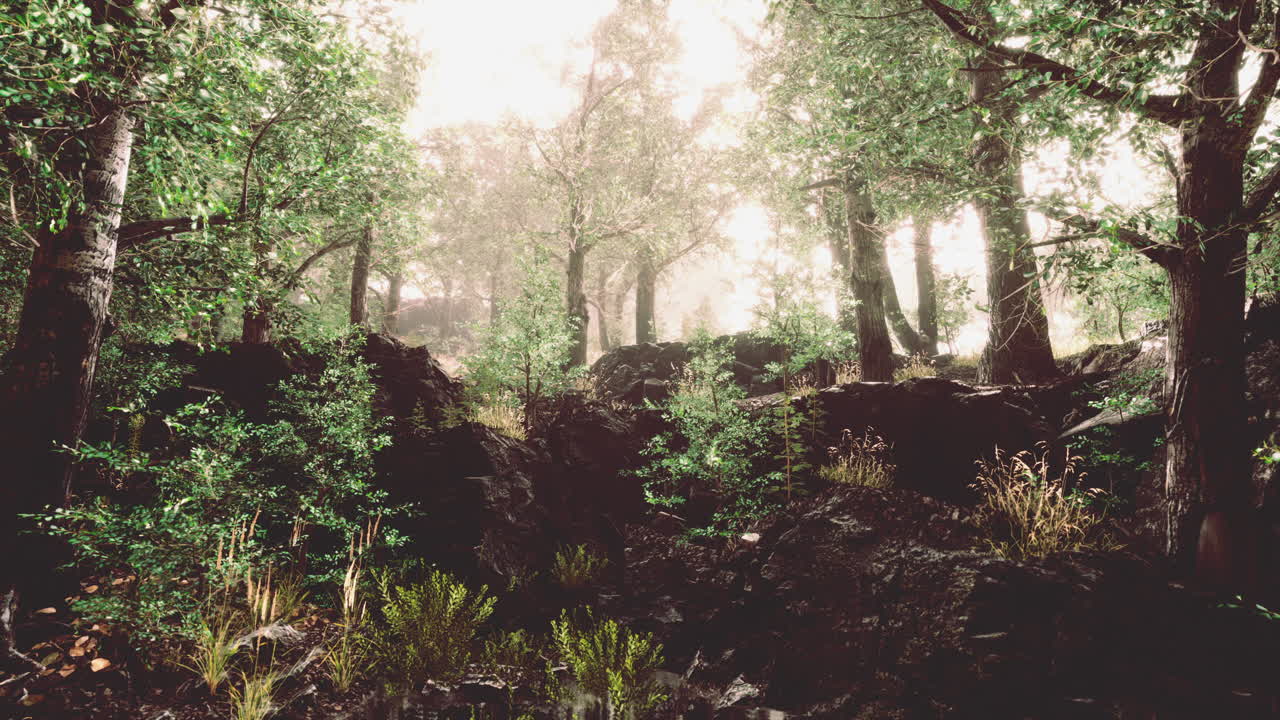 Mañana brumosa en el bosque