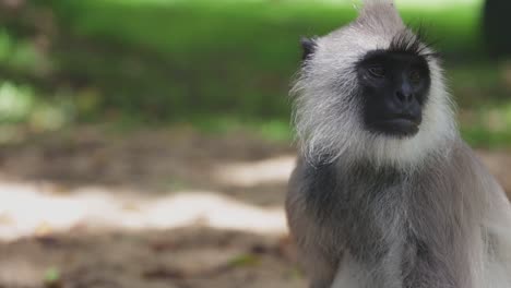 langur monkey sits still looking around in a jungle