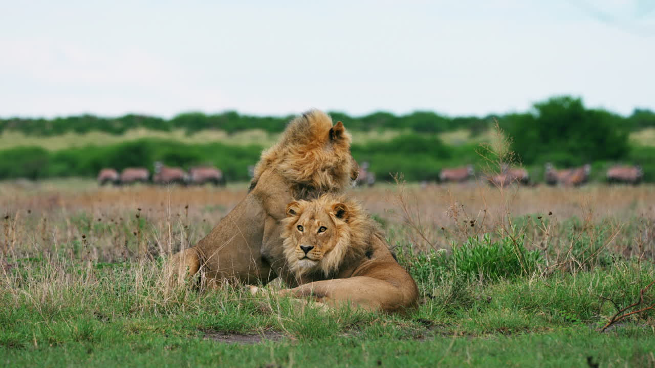 Fratelli leoni maschi africani che giocano a lottare nella savana, guardando la fotocamera