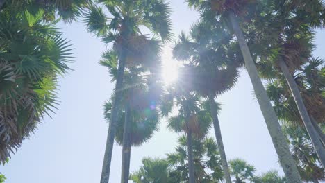 panorama green palm trees spring against clear skypov camera background sunny day. mexico.