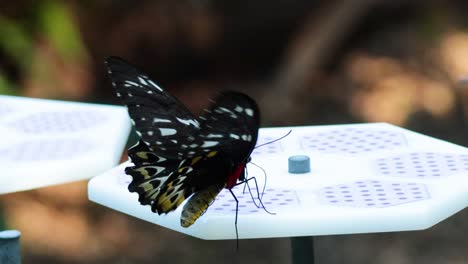 butterfly resting on a platform at zoo