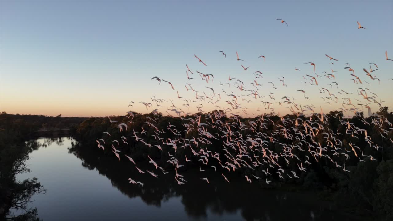 A flock of cockatoos fly over a calm Murray River at sunrise.
