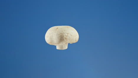 levitating white mushroom spinning in mid-air against a blue studio background