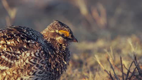 sharp-tail grouse displaying yellow eyebrow comb vocalizes at sunrise