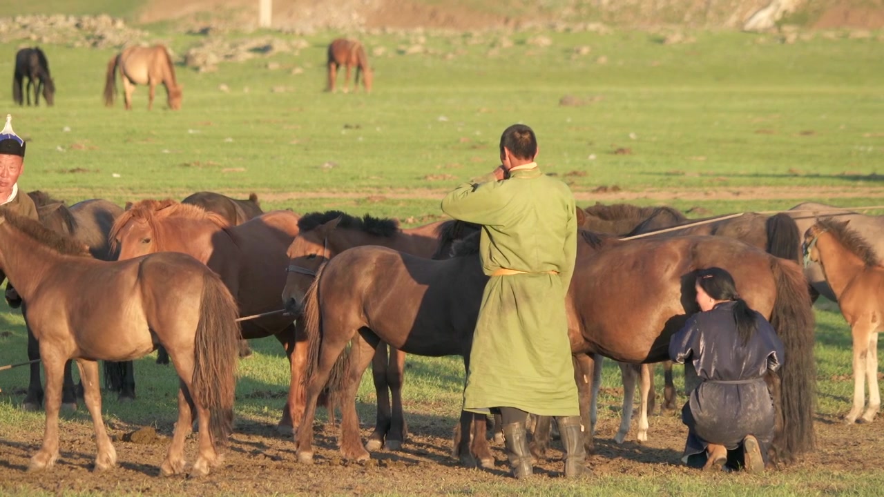 Nomadi mongoli che mungono cavalli in un pascolo verde.
