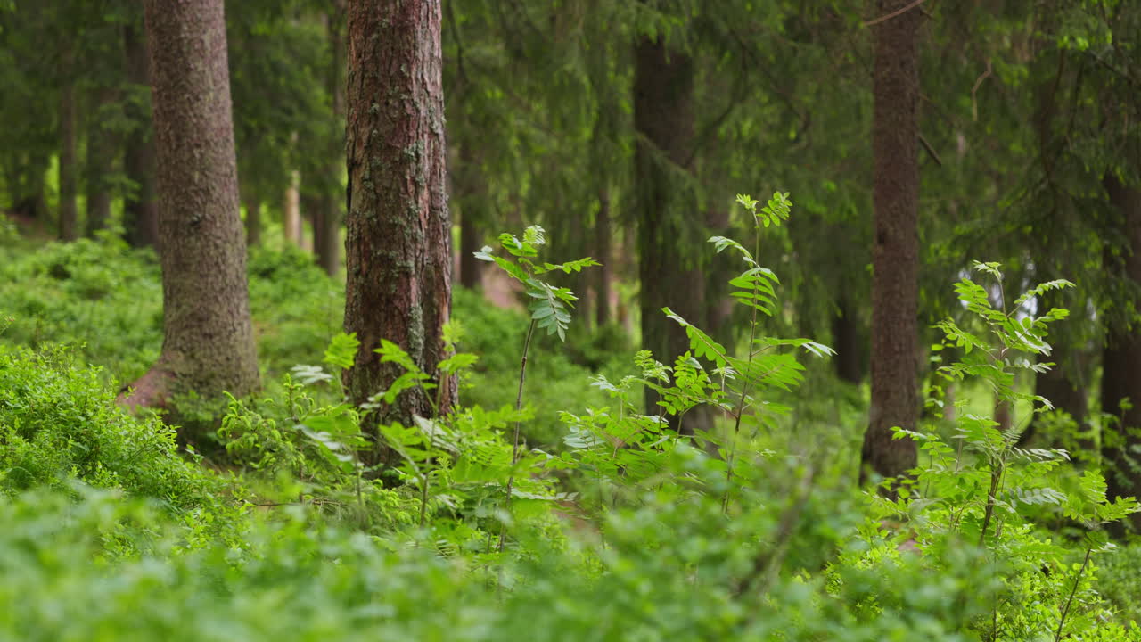 Wind blows and moves the trees and grass in the forest
