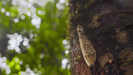 Following-a-Fulgora-,-Lantern-Bug-up-the-wooden-bark-of-a-tree-moving-around-,-fulgorid