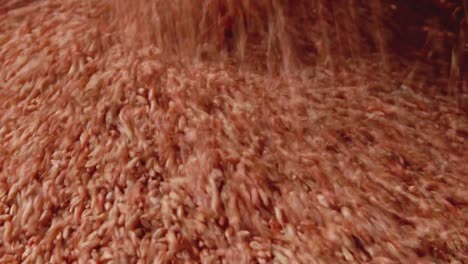 red treated seeds pouring into the tank of a tractor