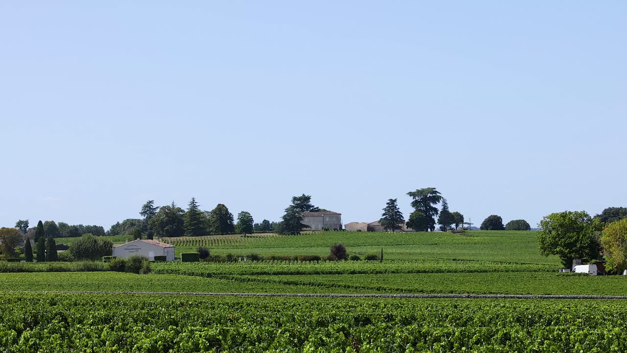 멀리 있는 건물 들 이 있는 풍경적 인 포도원