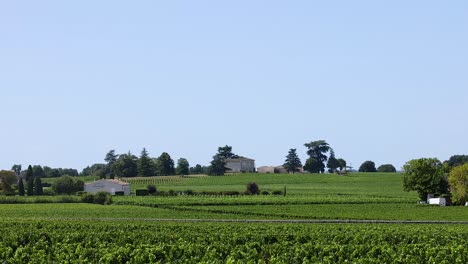 scenic vineyard view with distant buildings