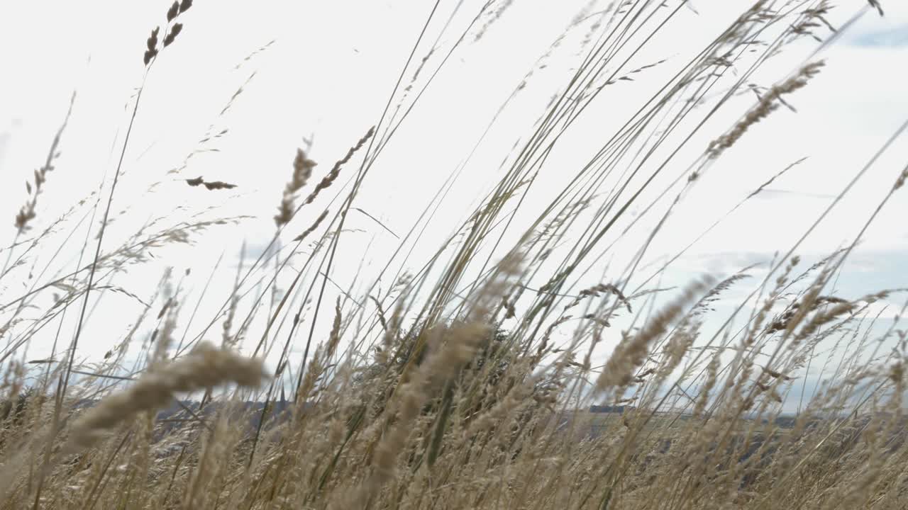 Grass moving in the wind in a meadow on overcast summer day