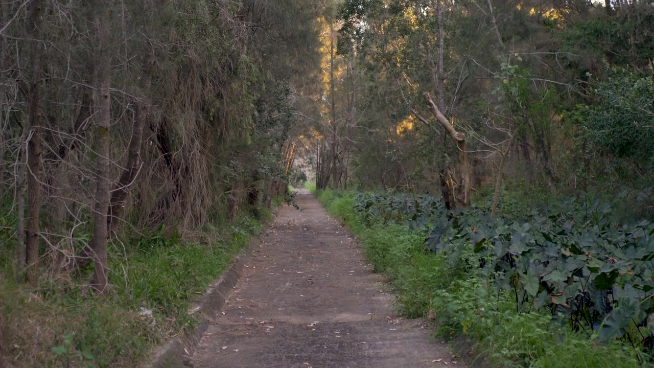 Slow motion landscape of a dry public sewer concrete drain surrounded by dense forest bushland trees and natural vegetation in rural town suburbs of the Central Coast Australia outdoors environment