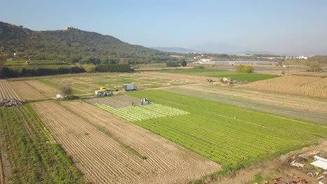 aerial-images-of-a-field-of-lettuce-cultivation-in-Spain-Europe-drone-green-vegetables