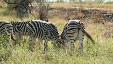 two plains zebras rubbing heads with each other, kruger national park.