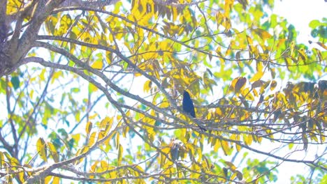 Drongo-bird-sitting-on-dense-tree-branches-on-sunny-day,-handheld