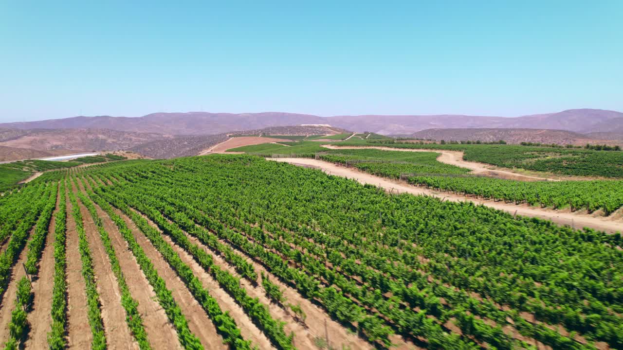 Bird's eye view of a vineyard in the Limar&iacute; Valley, Fray Jorge on a sunny day with arid mountains in the background