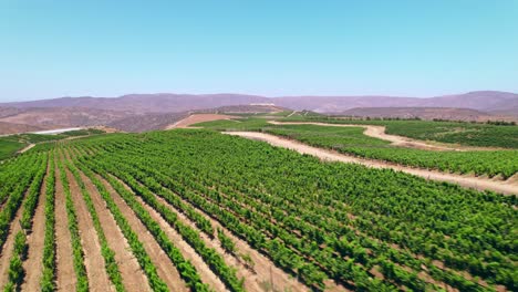 Bird's-eye-view-of-a-vineyard-in-the-Limarí-Valley,-Fray-Jorge-on-a-sunny-day-with-arid-mountains-in-the-background