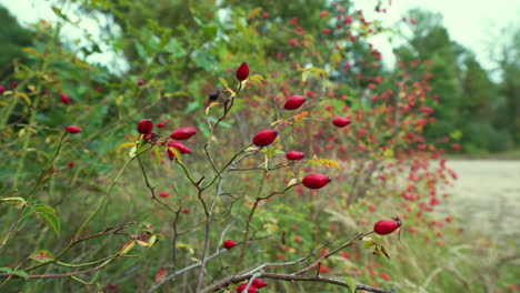 Close-up-dolly-shot-of-red-berries-named-Dogrose-in-wilderness-of-Germany,Europe