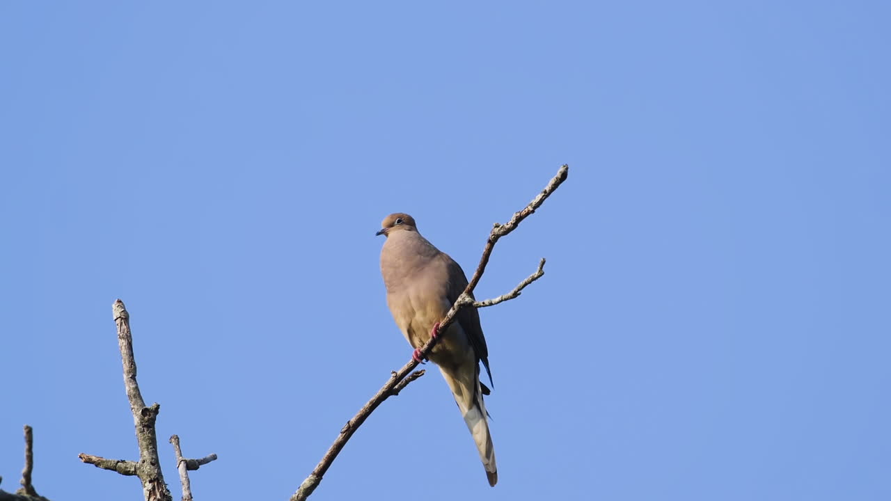 una paloma de luto beige encaramada en la copa de un árbol sin hojas contra un fondo de cielo azul
