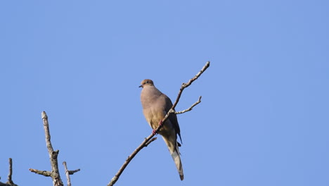 A-beige-mourning-dove-perched-on-a-leafless-treetop-against-a-blue-sky-background