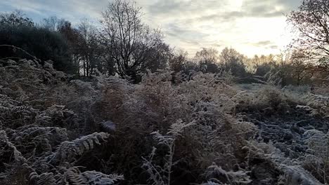 Frost-covered-fern-foliage-early-morning-under-cloudy-glowing-sunrise