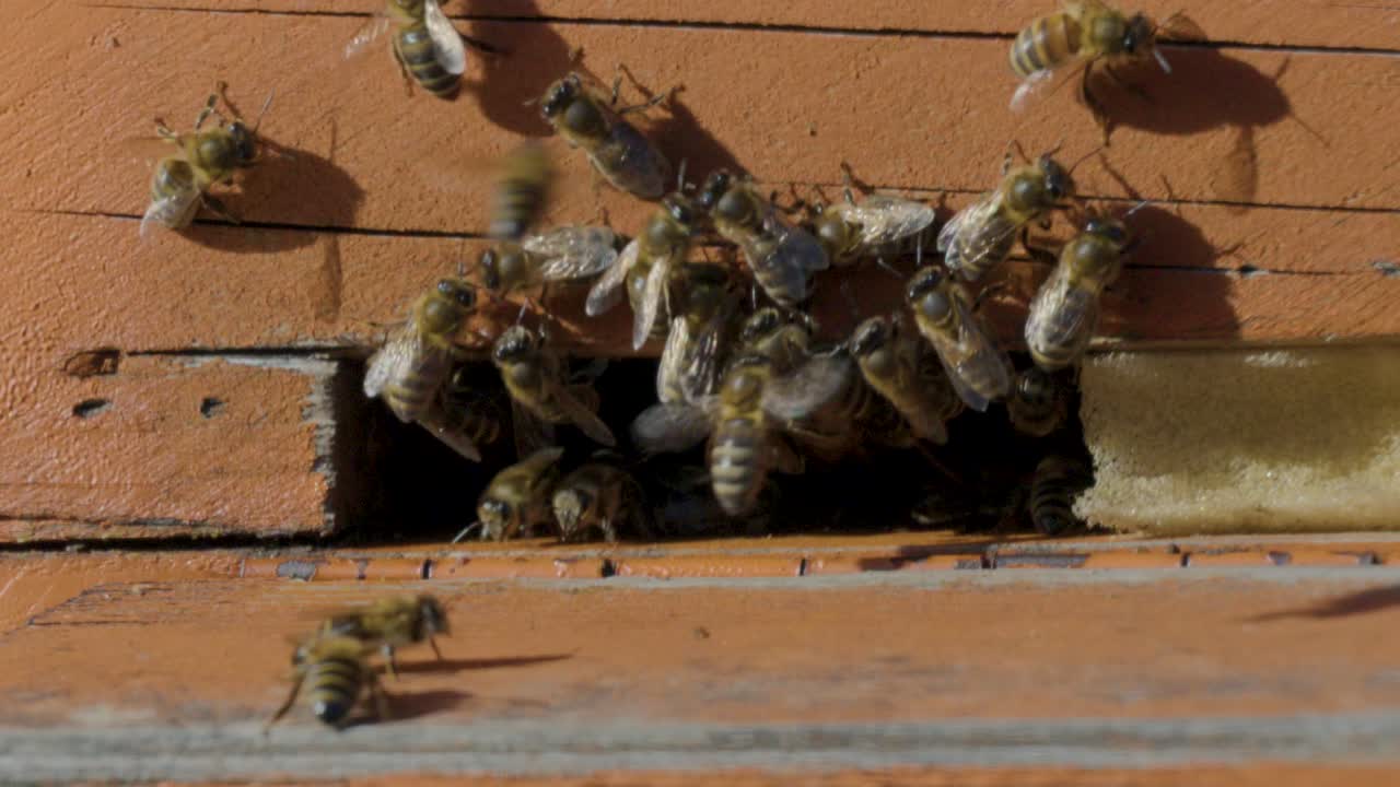 Slow motion video of hive entrance showing lots of bees entering and exiting from bee hive
