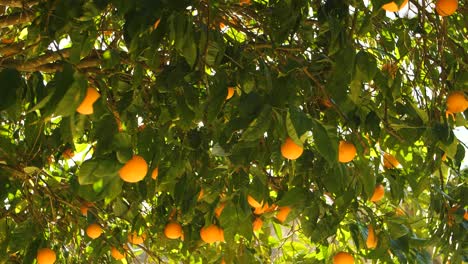 Sonnenlicht-Durch-Die-Blätter-Eines-Orangenbaums-In-Sevilla,-Spanien