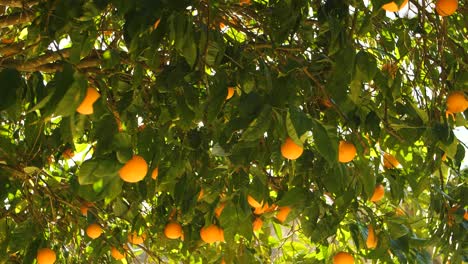 luz del sol a través de las hojas de un naranjo en sevilla, españa