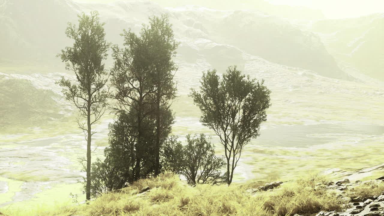 Trees stand gracefully in a serene landscape under soft sunlight near water