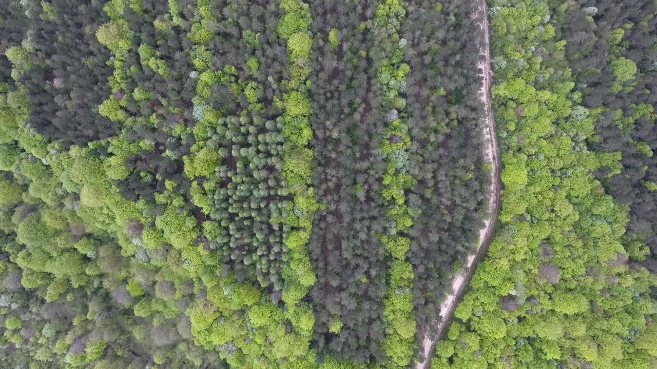 camino de tierra en un bosque de madera dura y coníferas por avión no tripulado. alta altitud. verdun