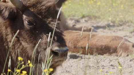 Pesky-flies-annoys-European-bison-basking-in-sun,-closeup-on-head