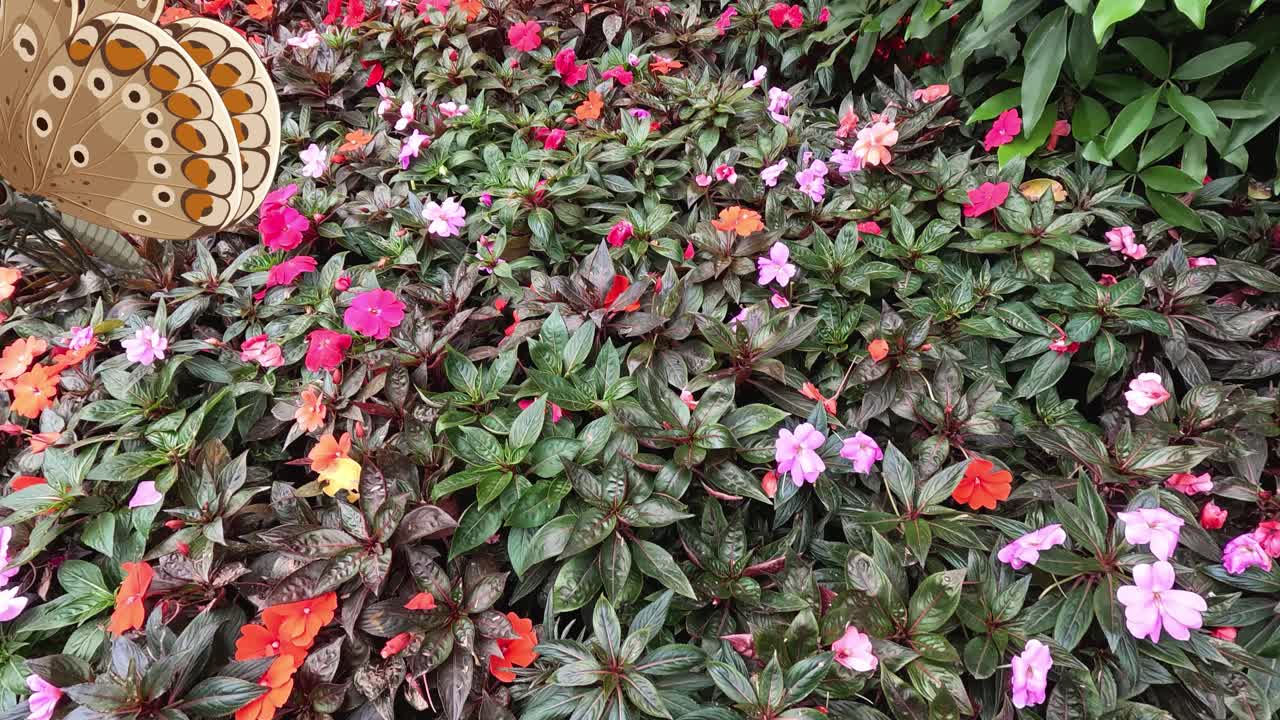 A butterfly flutters gracefully over colorful flowers, showcasing dynamic movement and vivid natural beauty in a lush garden setting
