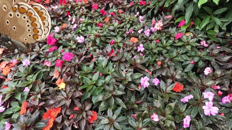 a butterfly flutters gracefully over colorful flowers, showcasing dynamic movement and vivid natural beauty in a lush garden setting