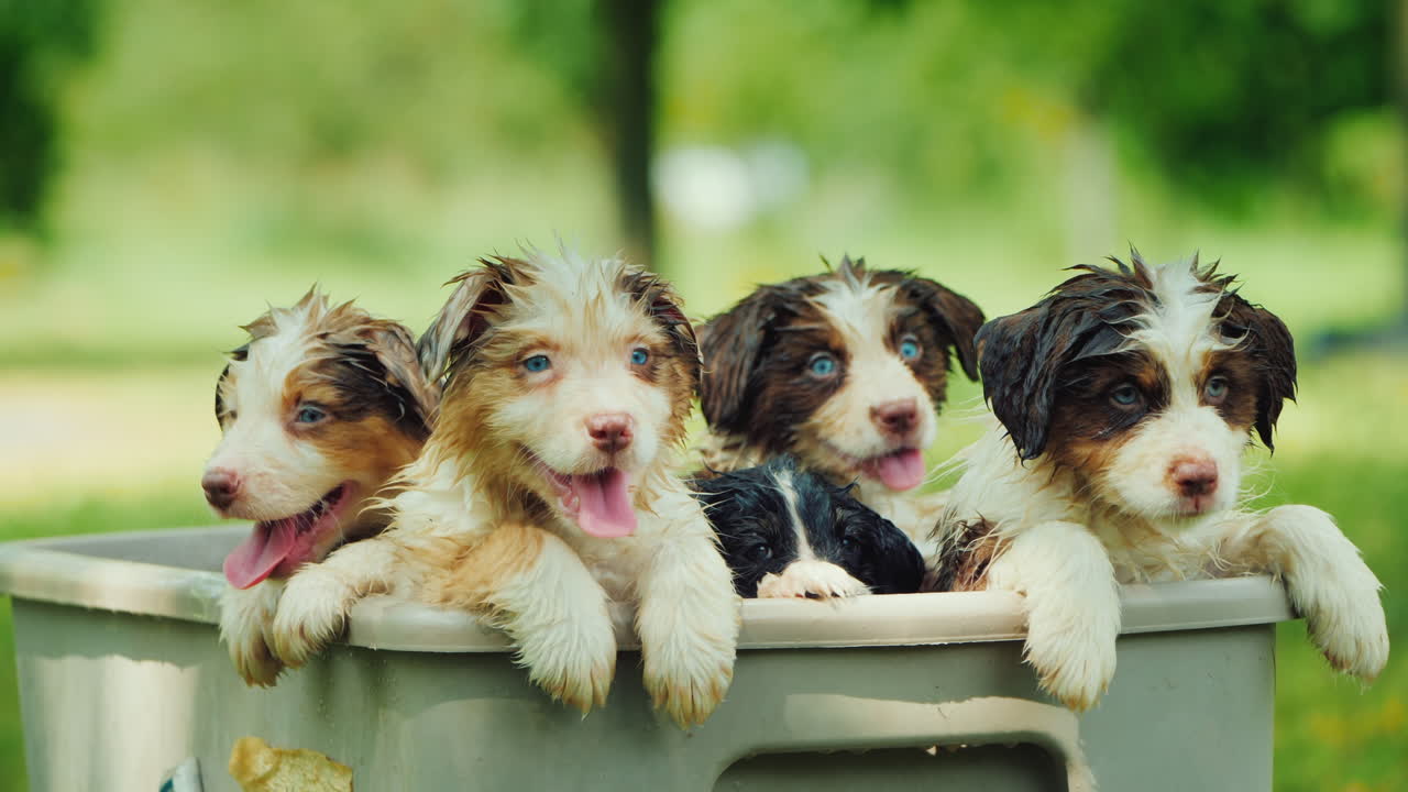 재미있는 강아지 몇 마리가 그림 같은 곳에서 목욕을 하고 있다