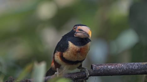 ecuador alta montaña tuocan especie en el bosque nublado de mindo