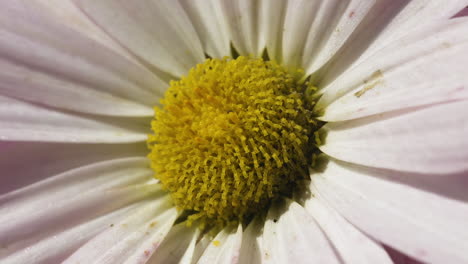 close macro view of a daisy with pink and white petals